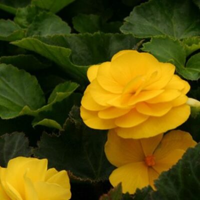 Nonstop Mocca Yellow Begonia Garden Plant