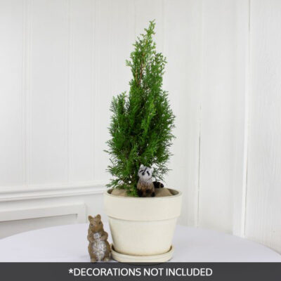 North Pole Arborvitae Holiday Tree Garden Plant