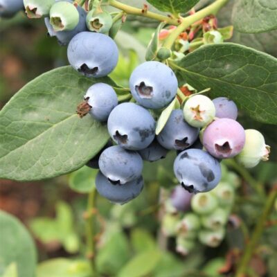 Northcountry Blueberry Garden Plant