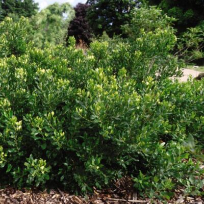 Northern Bayberry Garden Plant