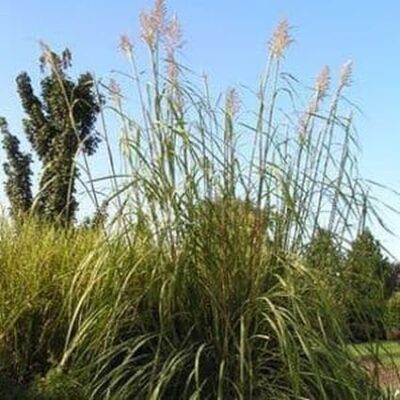 Northern Pampas Grass Garden Plant