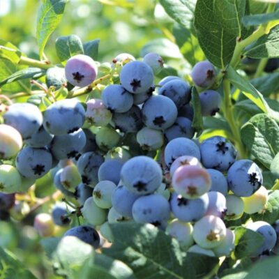 Northsky Blueberry Garden Plant