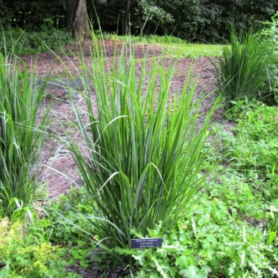 Northwind Switch Grass Garden Plant