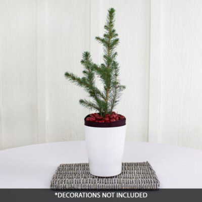 Norway Spruce Tabletop Christmas Tree Garden Plant