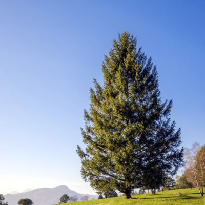 Norway Spruce Tree Garden Plant