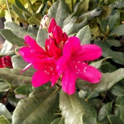 Nova Zembla Rhododendron Garden Plant