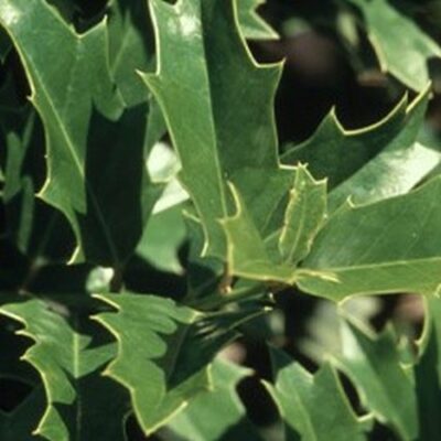 Oakleaf Holly Garden Plant