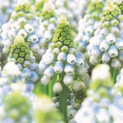 Ocean Magic Grape Hyacinth Garden Plant