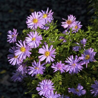 October Skies Aster Garden Plant