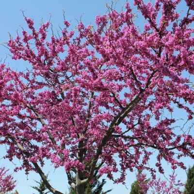 Oklahoma Redbud Tree Garden Plant