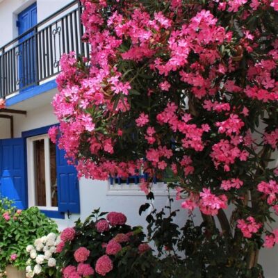 Oleander Garden Plant