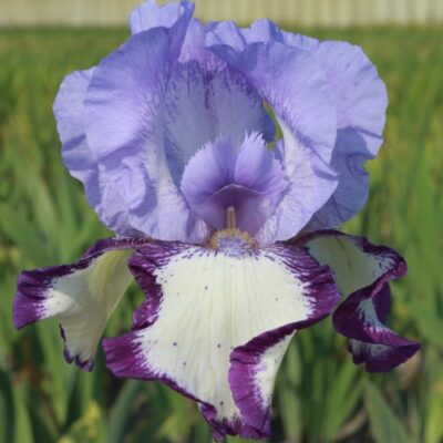 On Edge Tall Bearded Iris Garden Plant