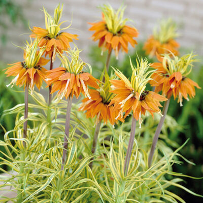 Orange Crown Imperial Garden Plant