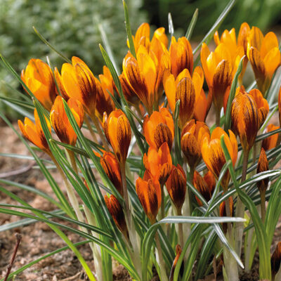 Orange Monarch Crocus Garden Plant