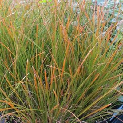 Orange New Zealand Sedge Grass Garden Plant