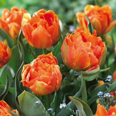 Orca Tulip Garden Plant