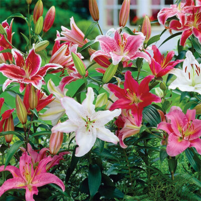 Oriental Lily Mix Garden Plant