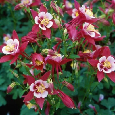 Origami Red and White Columbine Garden Plant