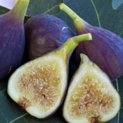 Osborne Prolific Fig Tree Garden Plant