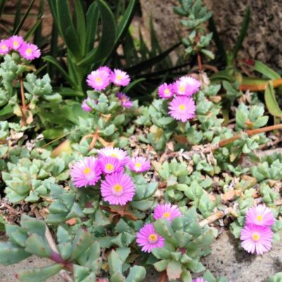 Oscularia deltoides Garden Plant