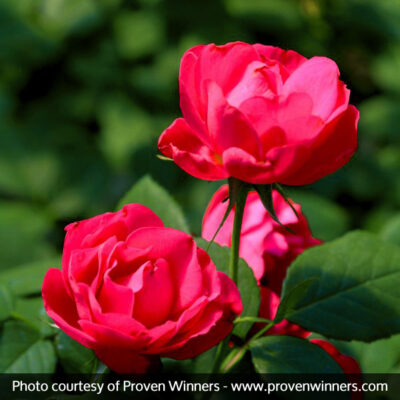 Oso Easy Double Red Rose Garden Plant