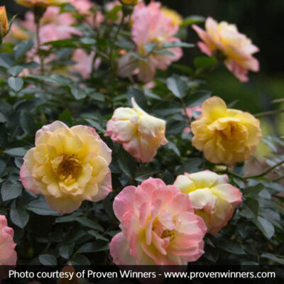 Oso Easy Italian Ice Rose Garden Plant