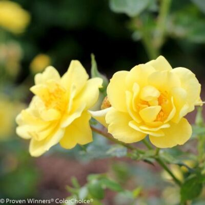 Oso Easy Lemon Zest Rose Garden Plant