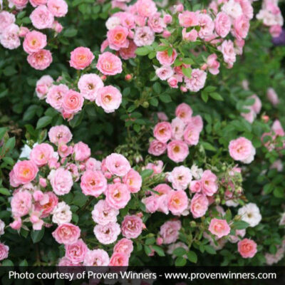 Oso Happy Petit Pink Rose Garden Plant