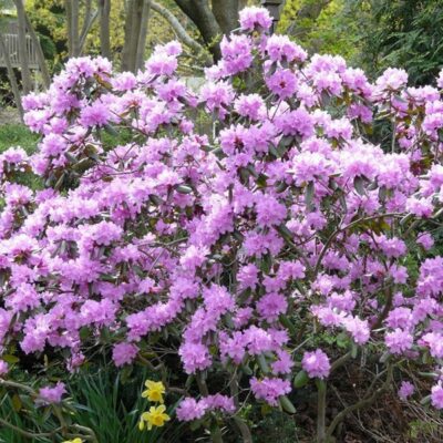 P J M Rhododendron Garden Plant