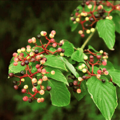 Pagoda Dogwood Garden Plant