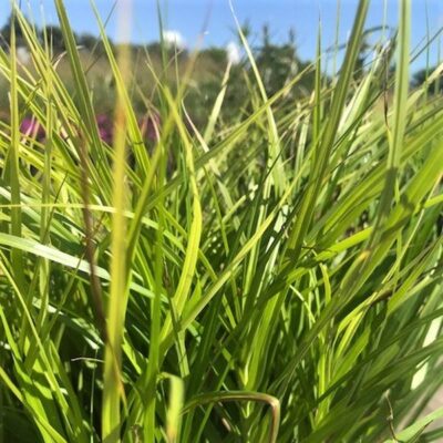 Palm Sedge Grass Garden Plant