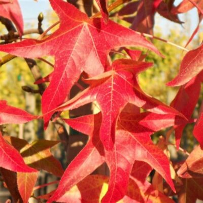 Palo Alto Sweetgum Garden Plant