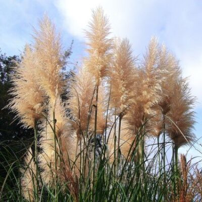 Pampas Grass Garden Plant