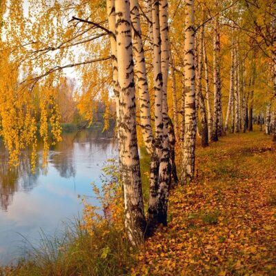 Paper Birch Garden Plant