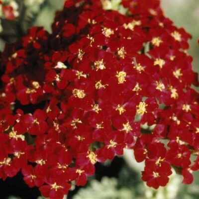 Paprika Yarrow Garden Plant