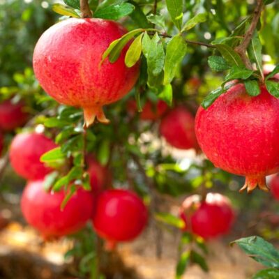 Parfianka Pomegranate Garden Plant