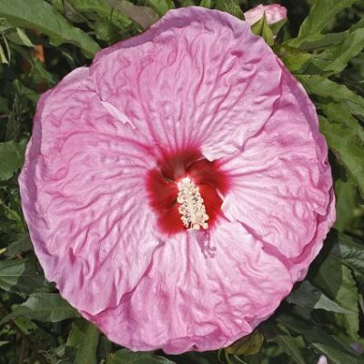 Party Favor Hibiscus Garden Plant