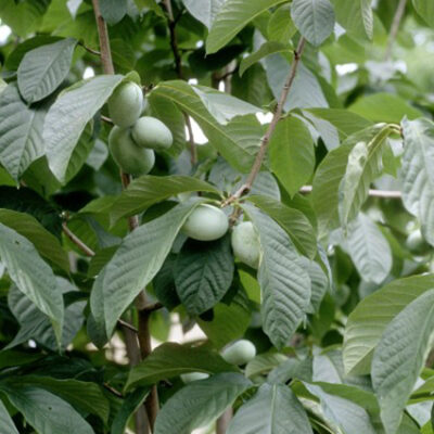 Paw Paw Garden Plant