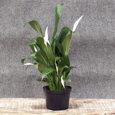 Peace Lily Garden Plant
