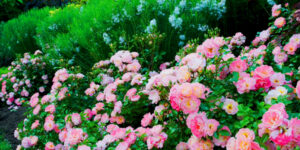 Peach Drift Groundcover Rose Garden Plant
