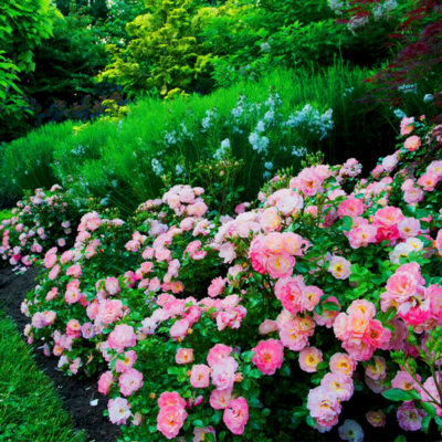Peach Drift Groundcover Rose Garden Plant