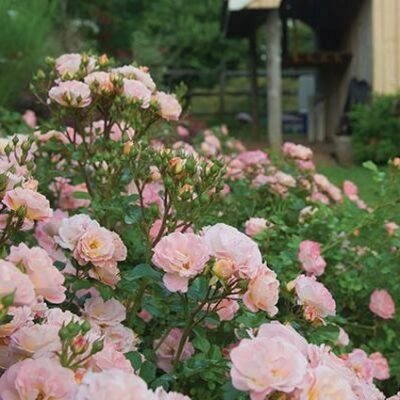 Peach Drift Rose Tree Garden Plant