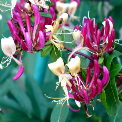 Peaches and Cream Honeysuckle Garden Plant