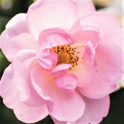 Peachy Knock Out Rose Garden Plant