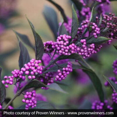 Pearl Glam Beautyberry Garden Plant