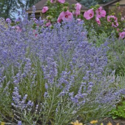 Peek-a-Blue Russian Sage Garden Plant