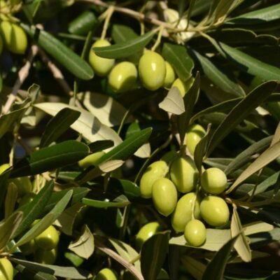 Pendolino Olive Tree Garden Plant