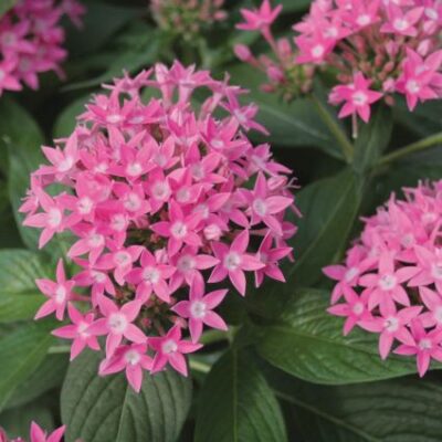 Penta Butterfly Deep Pink Garden Plant