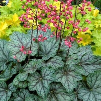 Peppermint Spice Coral Bells Garden Plant
