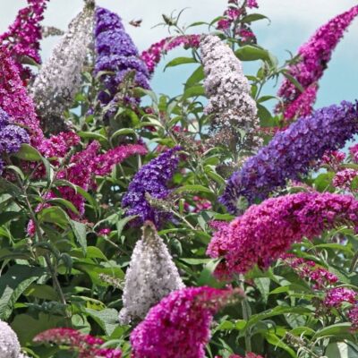 Perfecta Trifecta Butterfly Bush Garden Plant